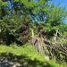 Teren intravilan 1825 mp de vanzare in Valea Doftanei